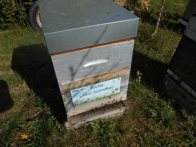 La ruche Lidoc Sonnebec