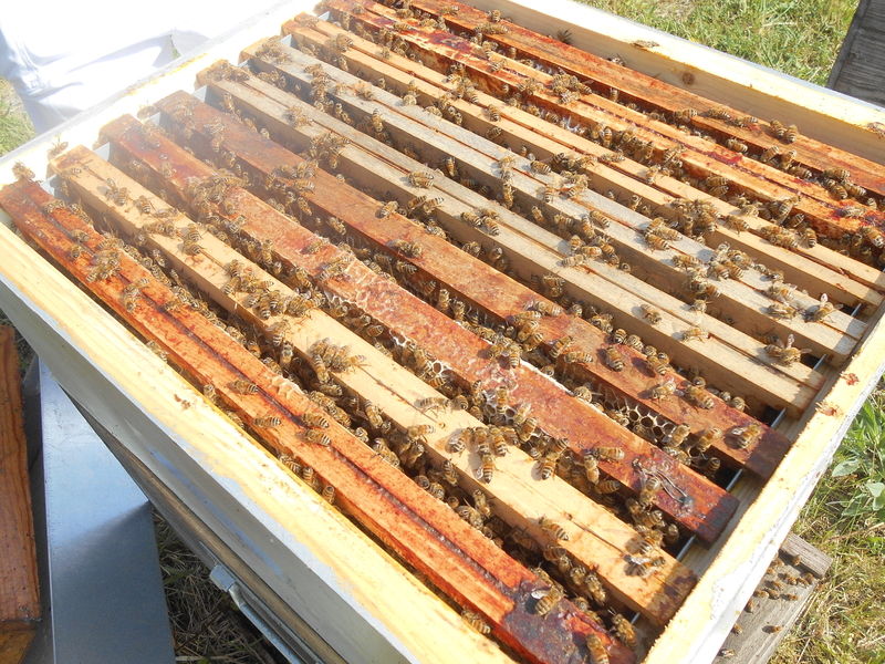 La ruche Lidoc Sonnebec