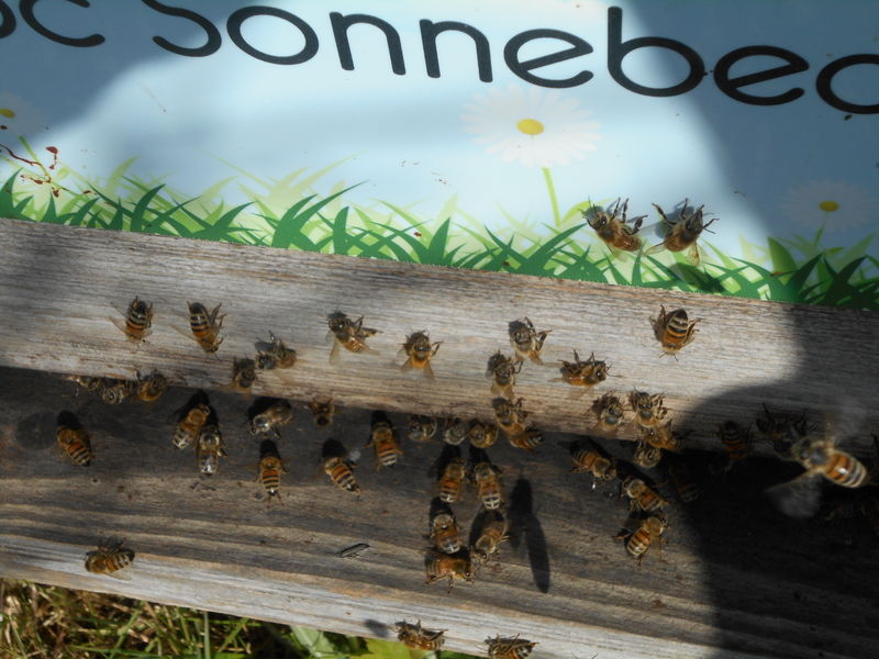 La ruche Lidoc Sonnebec
