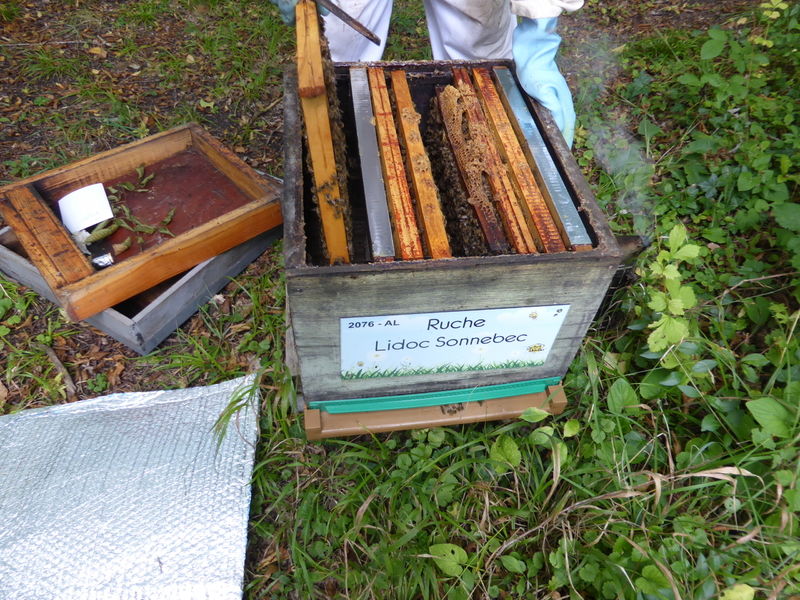 La ruche Lidoc Sonnebec