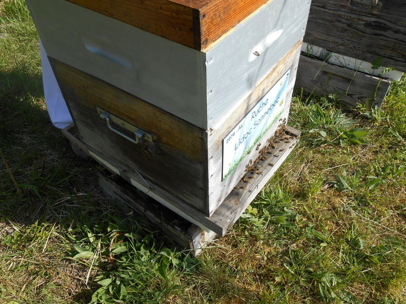 La ruche Lidoc Sonnebec