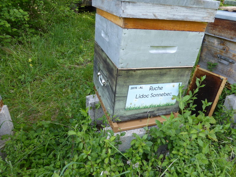 La ruche Lidoc Sonnebec