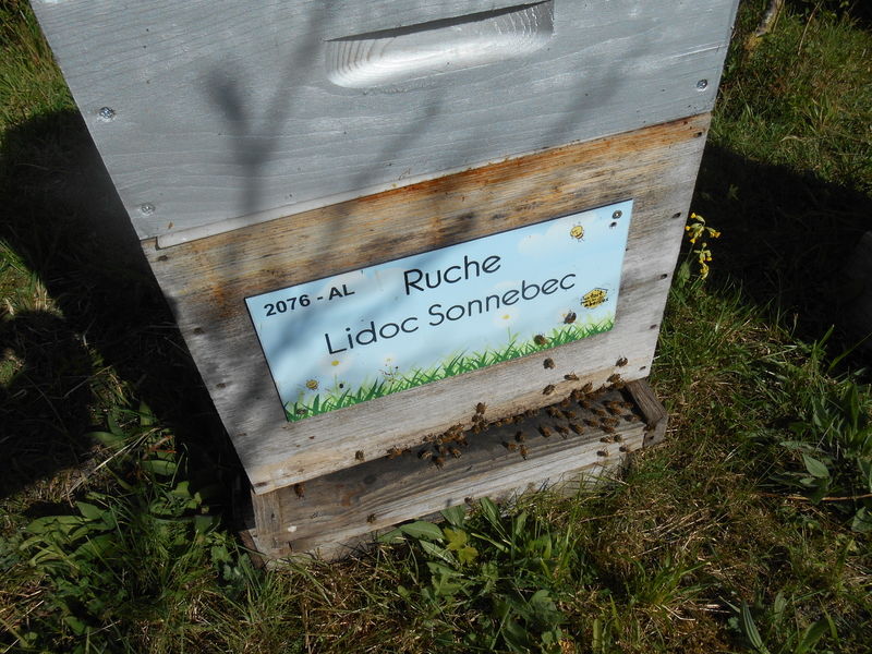 La ruche Lidoc Sonnebec