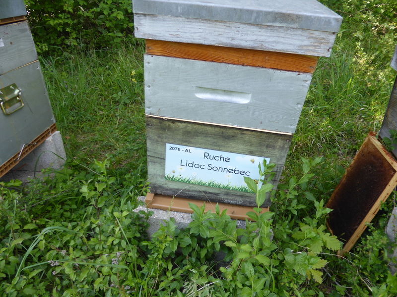 La ruche Lidoc Sonnebec
