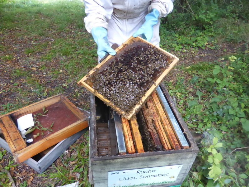 La ruche Lidoc Sonnebec