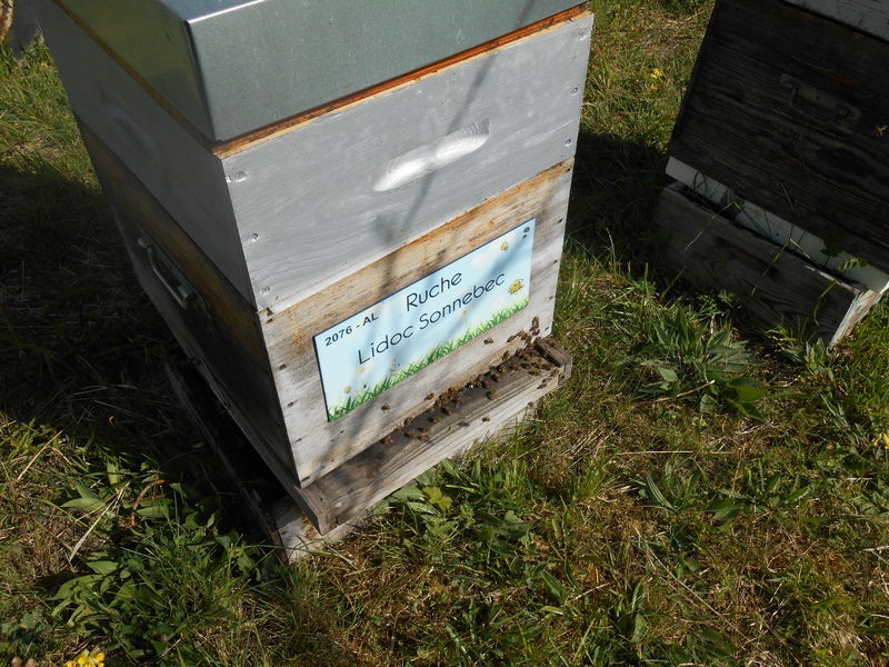 La ruche Lidoc Sonnebec