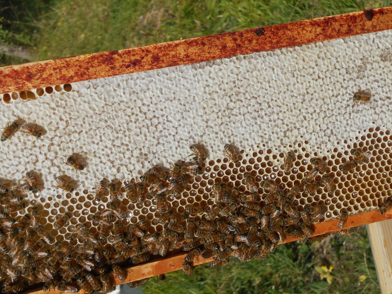 La ruche Lidoc Sonnebec