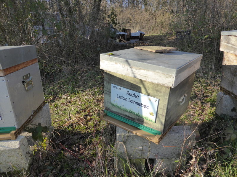 La ruche Lidoc Sonnebec
