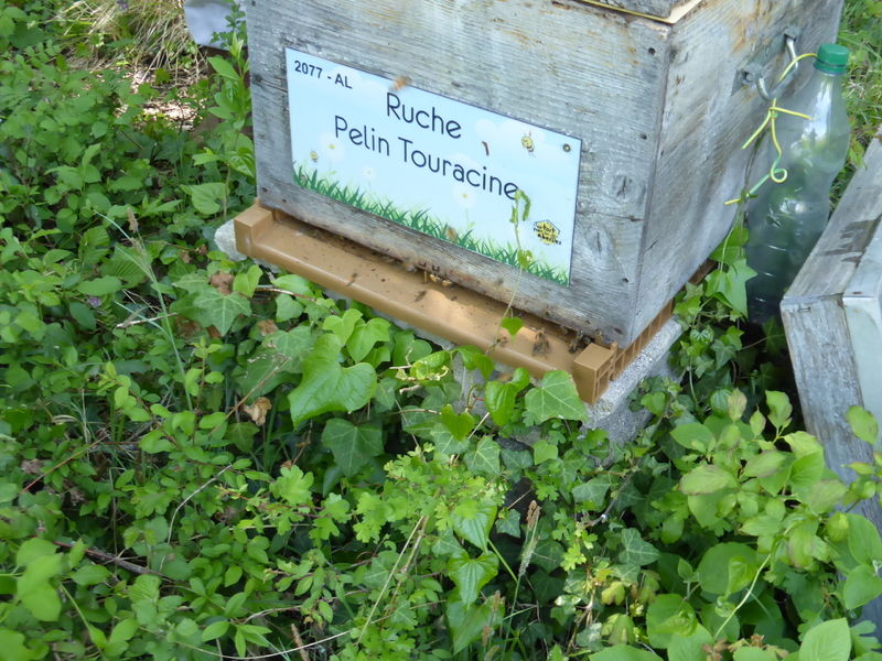 La ruche Pelin Touracine
