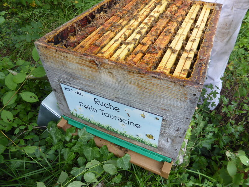 La ruche Pelin Touracine