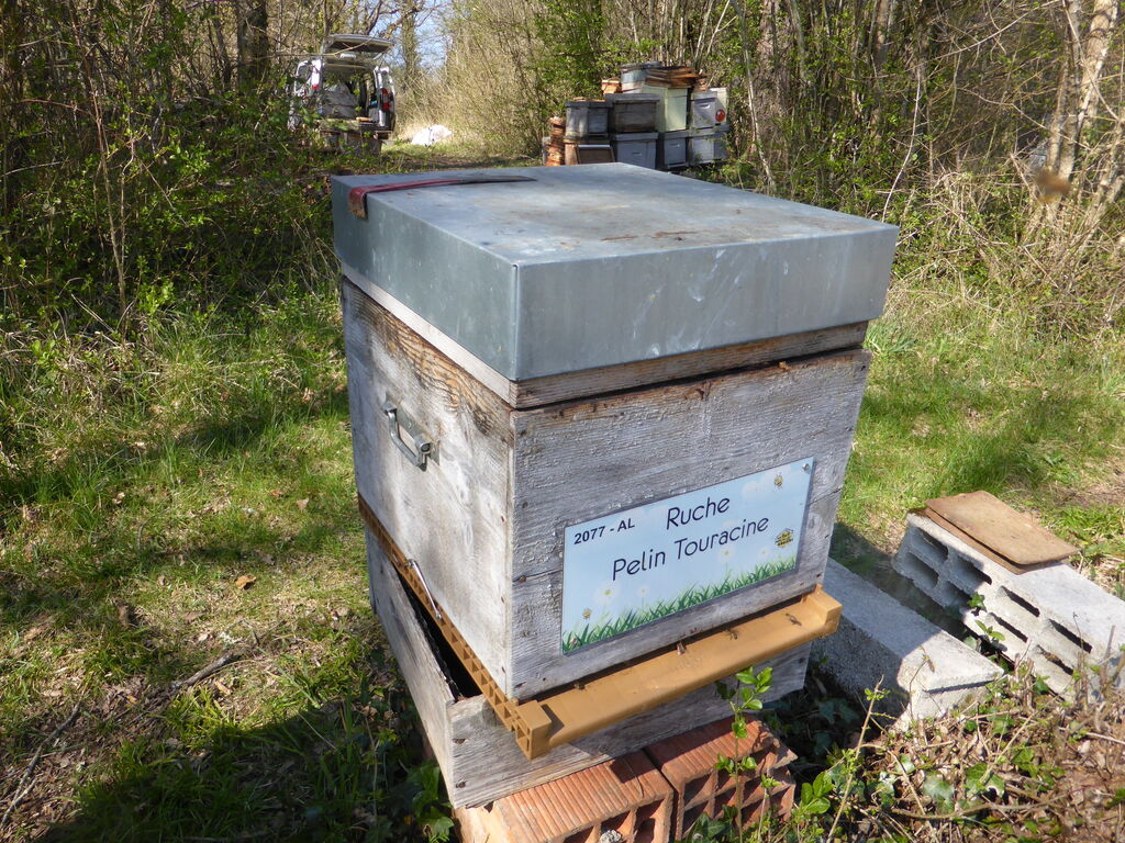La ruche Pelin Touracine