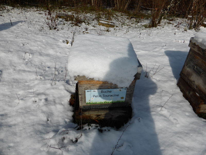 La ruche Pelin Touracine