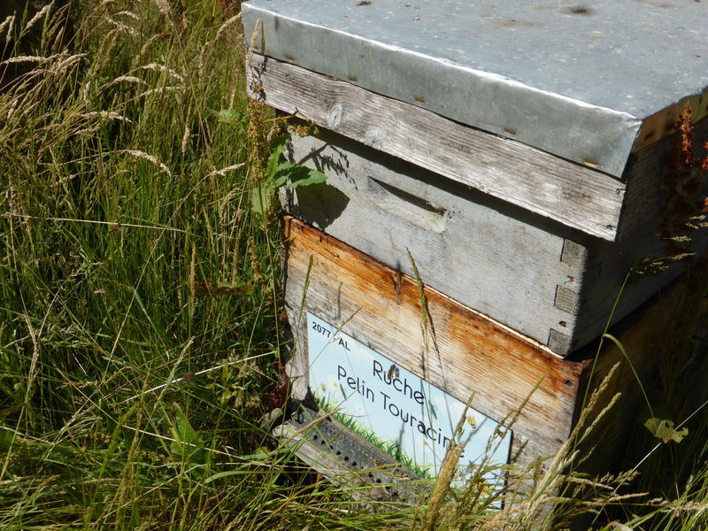 La ruche Pelin Touracine