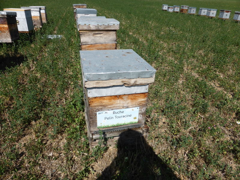 La ruche Pelin Touracine
