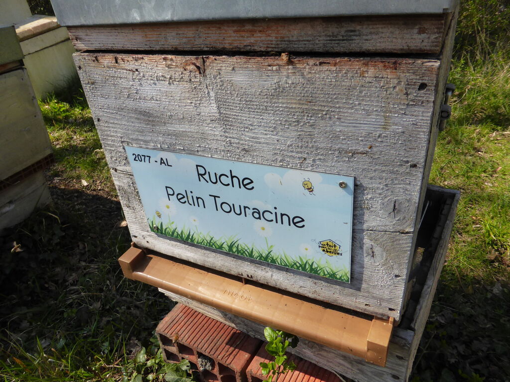 La ruche Pelin Touracine