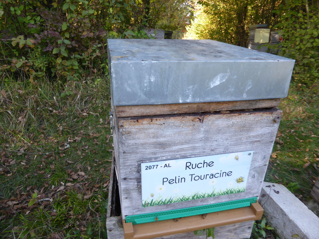 La ruche Pelin Touracine