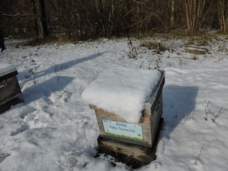 La ruche Pelin Touracine