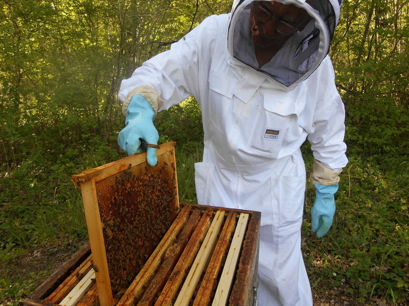 La ruche Pelin Touracine