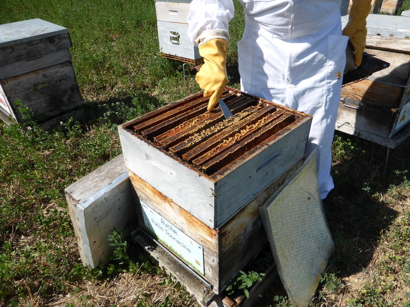 La ruche Pelin Touracine