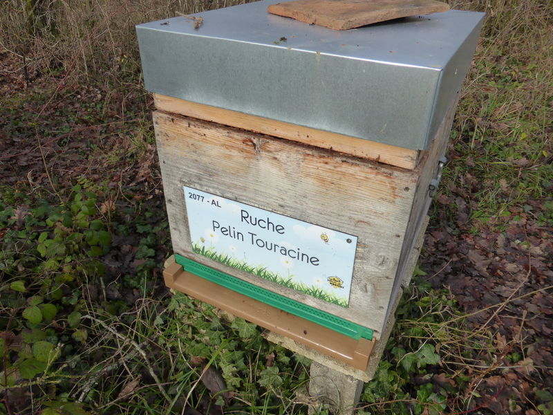 La ruche Pelin Touracine