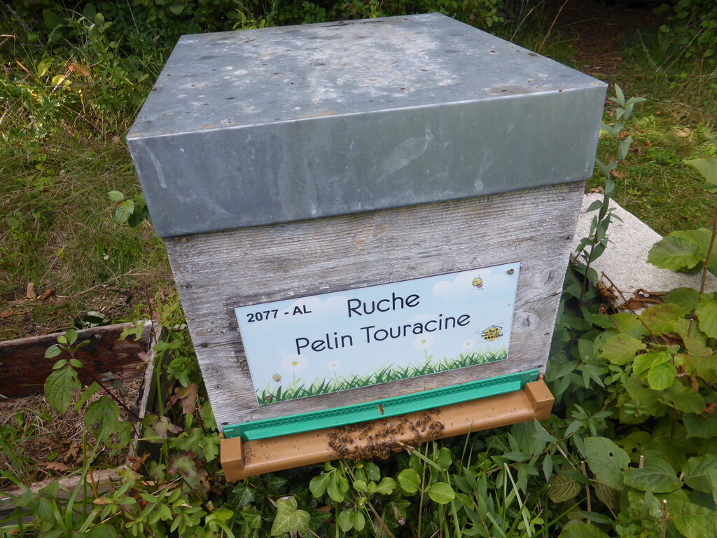La ruche Pelin Touracine