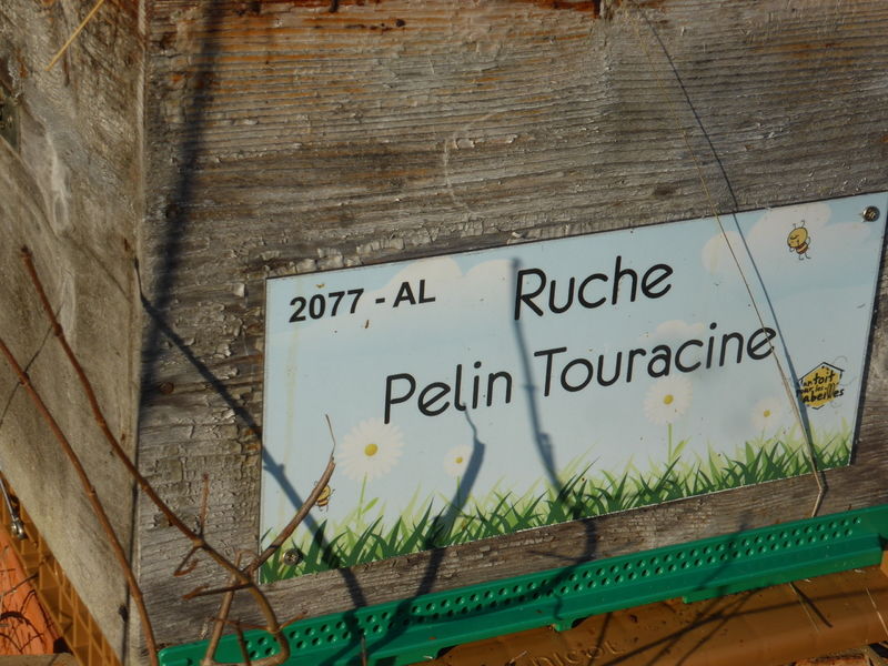 La ruche Pelin Touracine