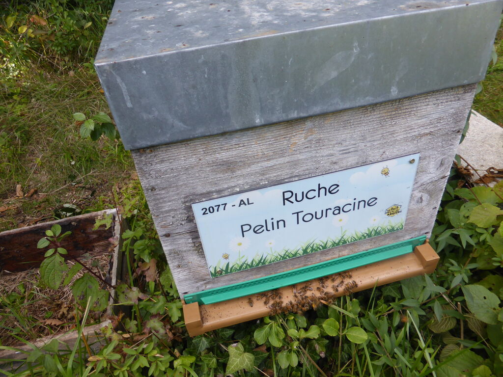 La ruche Pelin Touracine