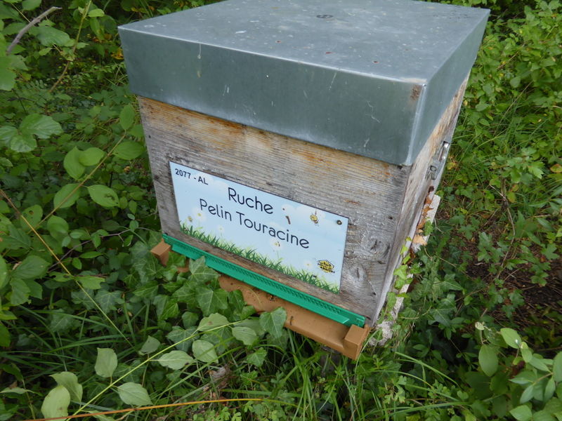 La ruche Pelin Touracine