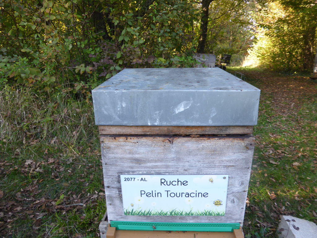 La ruche Pelin Touracine