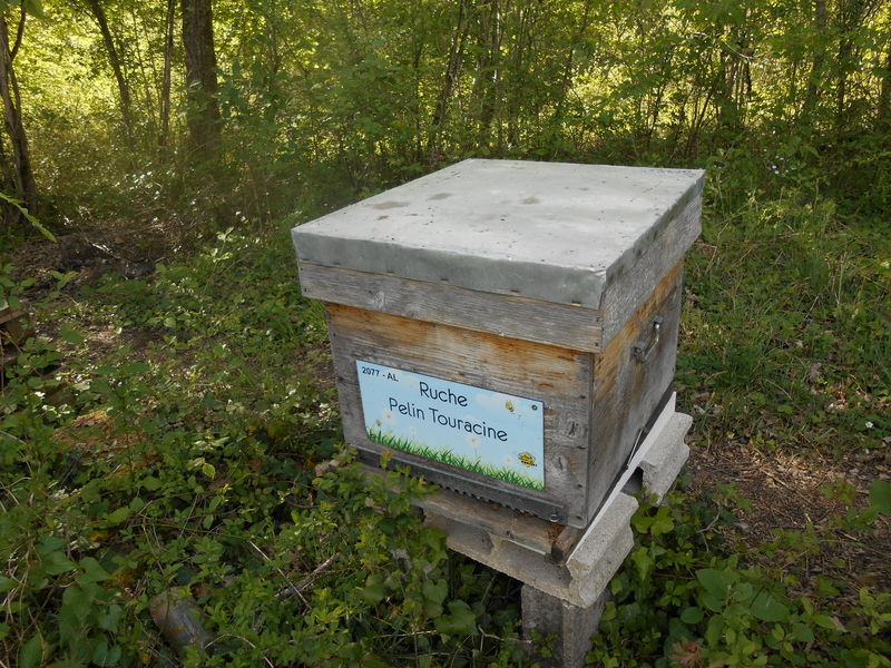 La ruche Pelin Touracine