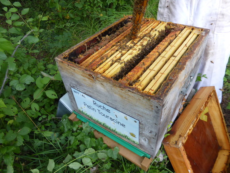 La ruche Pelin Touracine