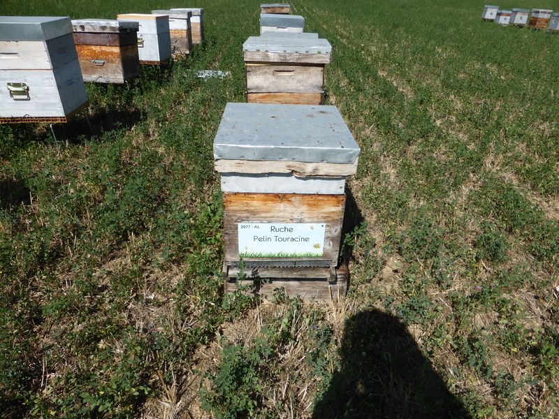 La ruche Pelin Touracine