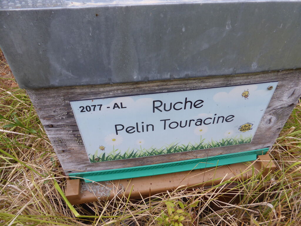 La ruche Pelin Touracine