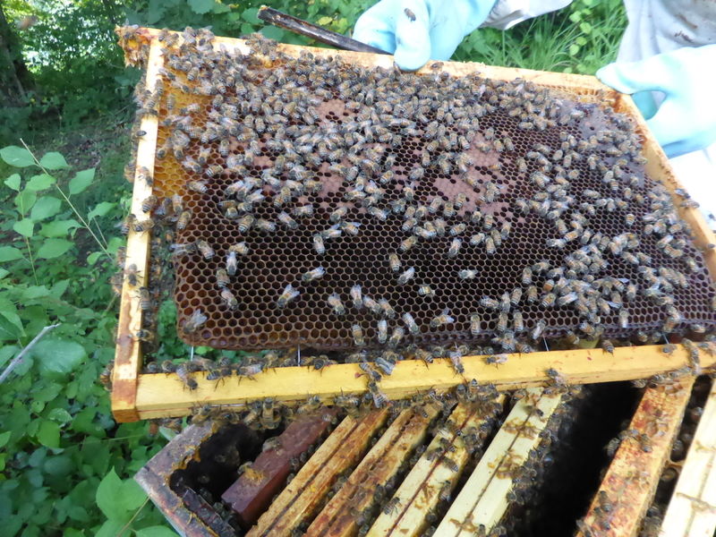 La ruche Pelin Touracine