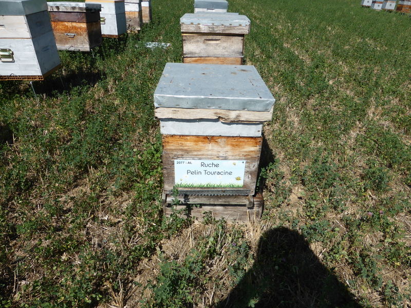 La ruche Pelin Touracine
