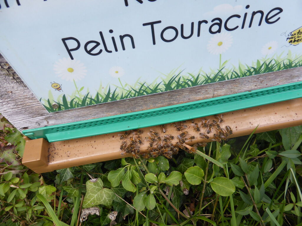 La ruche Pelin Touracine