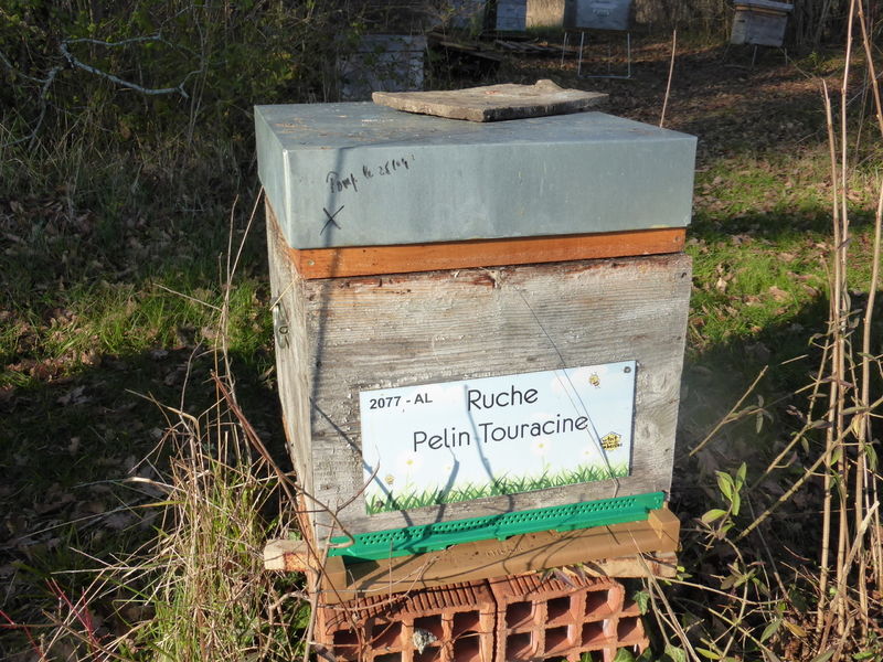 La ruche Pelin Touracine