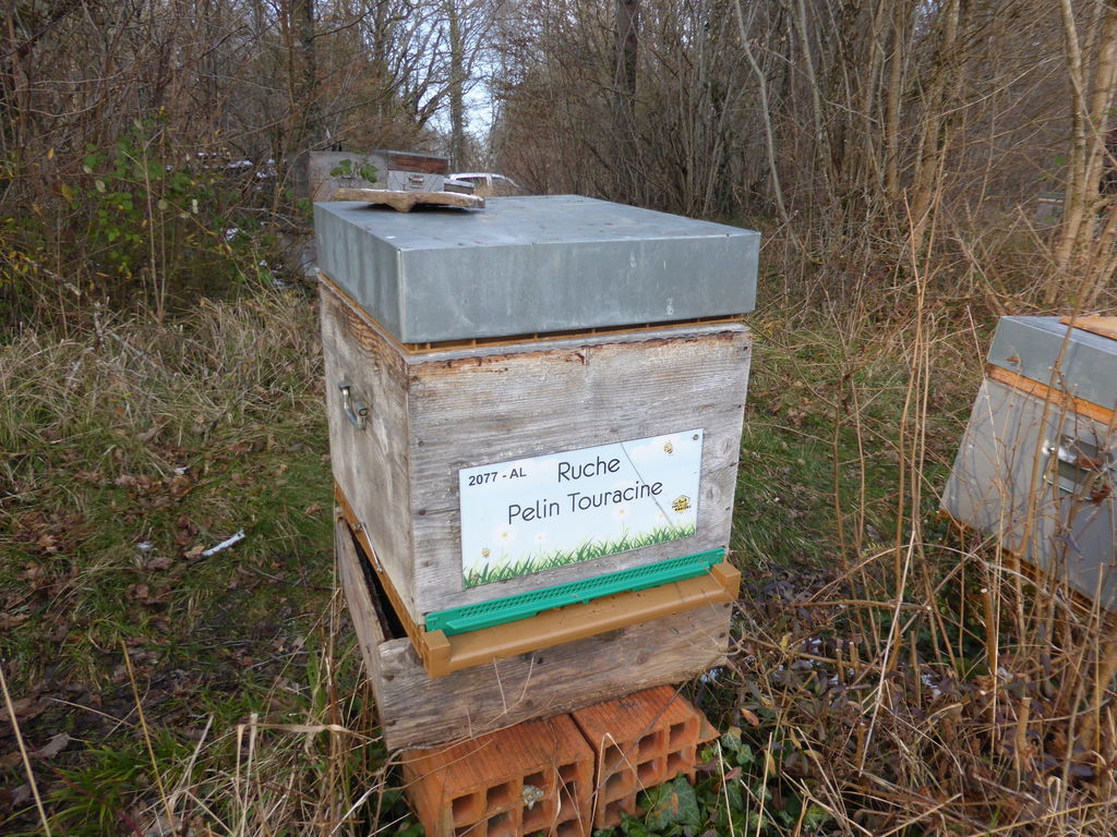 La ruche Pelin Touracine