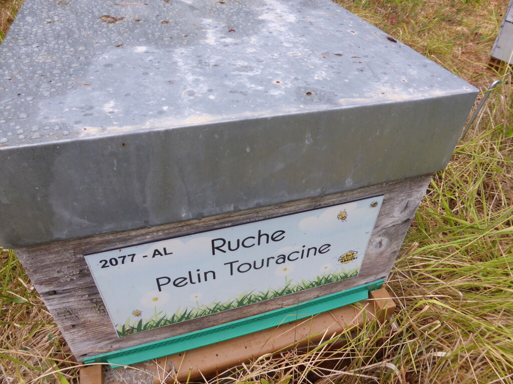 La ruche Pelin Touracine
