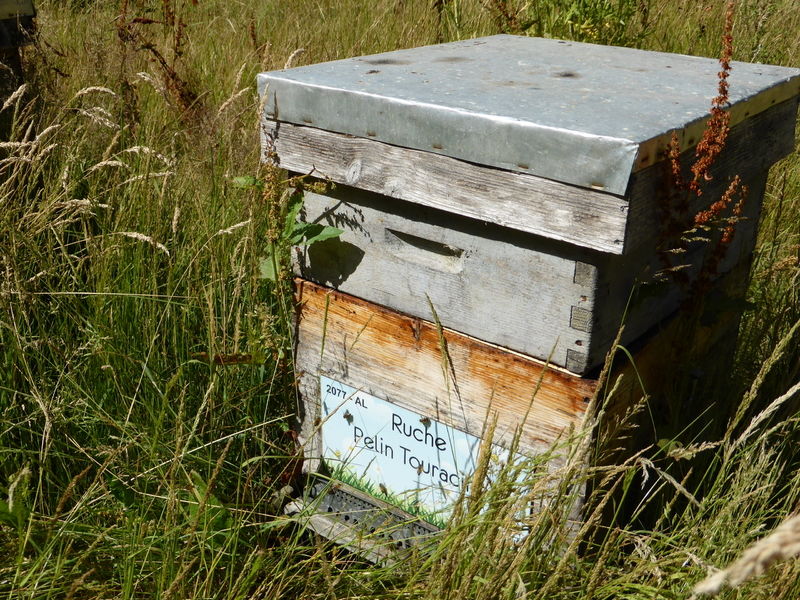 La ruche Pelin Touracine