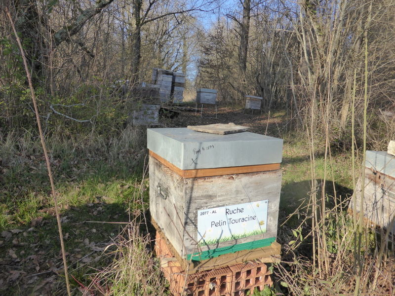 La ruche Pelin Touracine