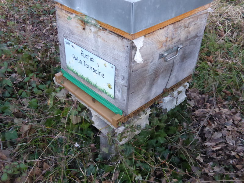 La ruche Pelin Touracine