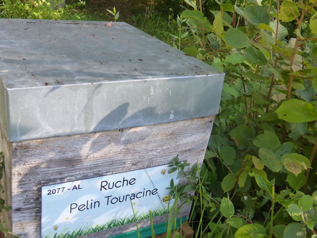 La ruche Pelin Touracine