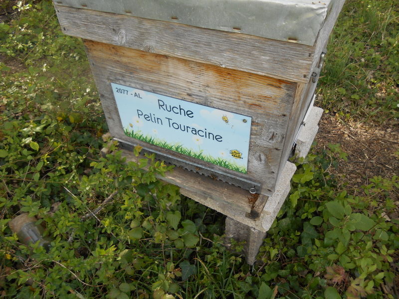 La ruche Pelin Touracine
