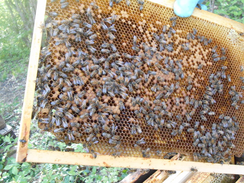 La ruche Pelin Touracine