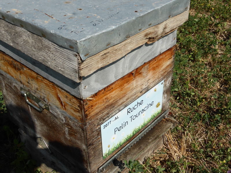 La ruche Pelin Touracine