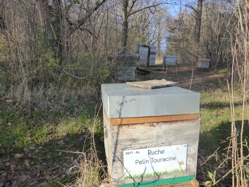La ruche Pelin Touracine