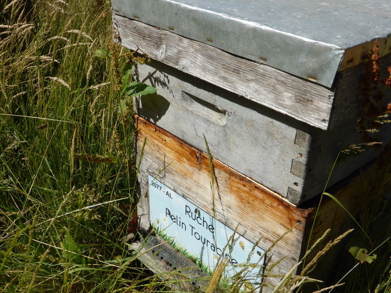 La ruche Pelin Touracine