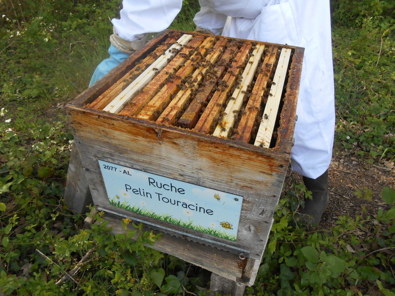 La ruche Pelin Touracine