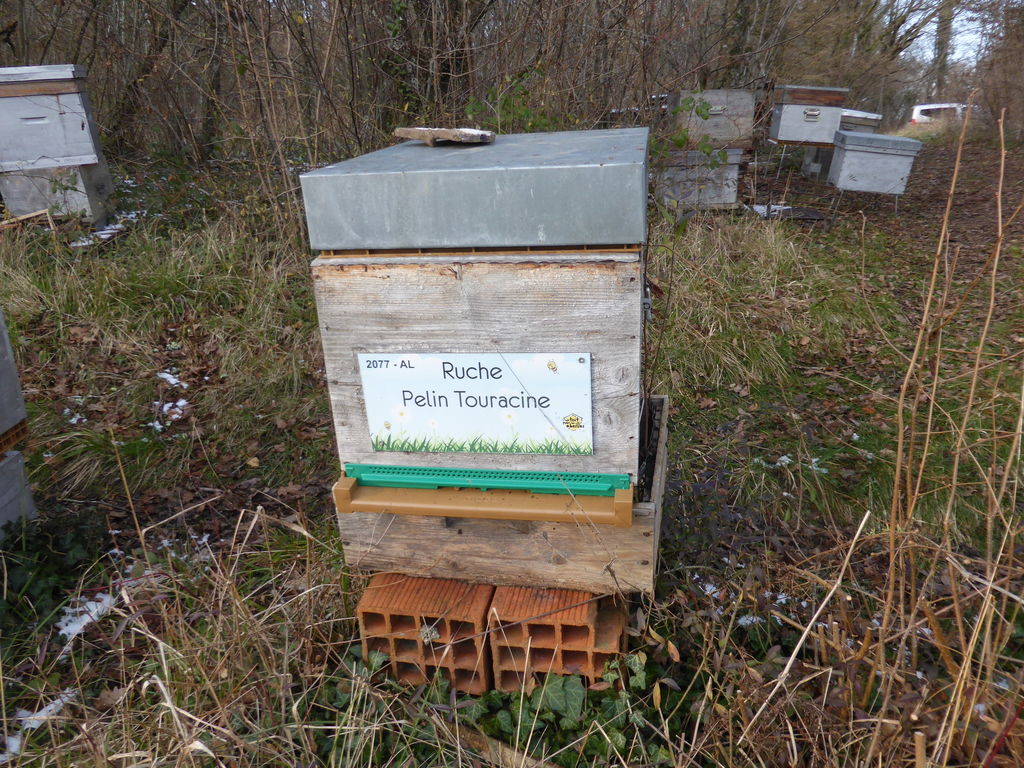 La ruche Pelin Touracine